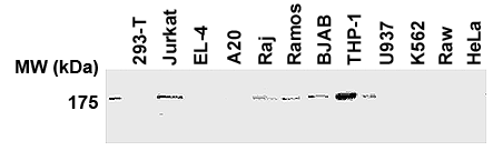 Anti-NALP1/NLRP1 (human) (AL176)