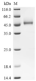 Dipeptidase 1 (DPEP1), human, recombinant