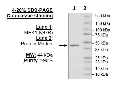 MEK1 (K97R), Inactive, His-tag
