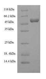 Complement C3 (C3), partial, mouse, recombinant