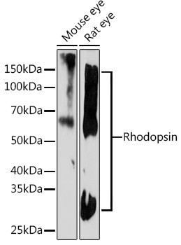 Anti-Rhodopsin