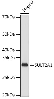 Anti-SULT2A1