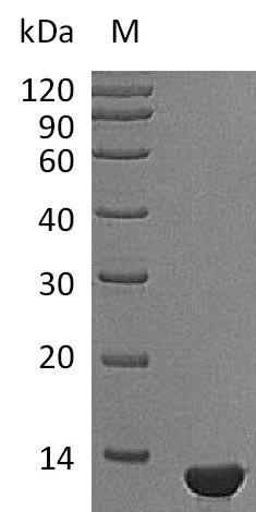 Beta-nerve growth factor (Ngf), partial (Active), mouse, recombinant