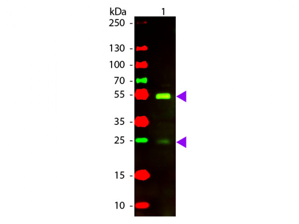 Anti-Dog IgG (H&amp;L) [Rabbit] Texas Red conjugated F(ab')2 fragment
