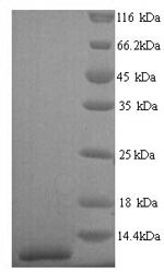 Pulmonary surfactant-associated protein C (SFTPC), human, recombinant