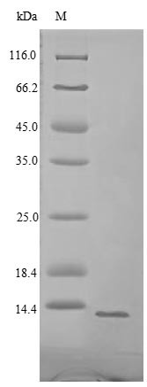 Shiga-like toxin 1 subunit B (stxB), Enterobacteria phage H19B, recombinant