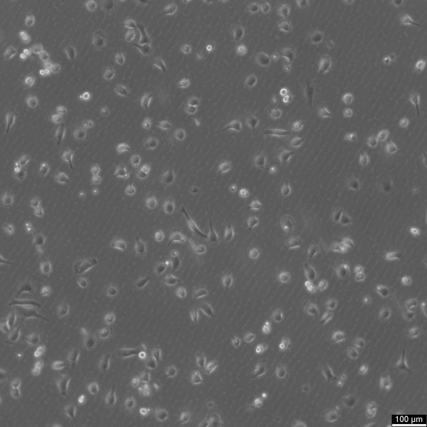 EMT6 Cells