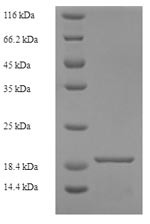 CMRF35-like molecule 1 (CD300LF), partial, human, recombinant