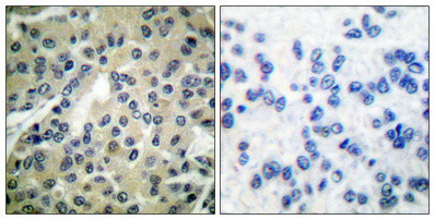 Anti-phospho-CDC25B (Ser323)