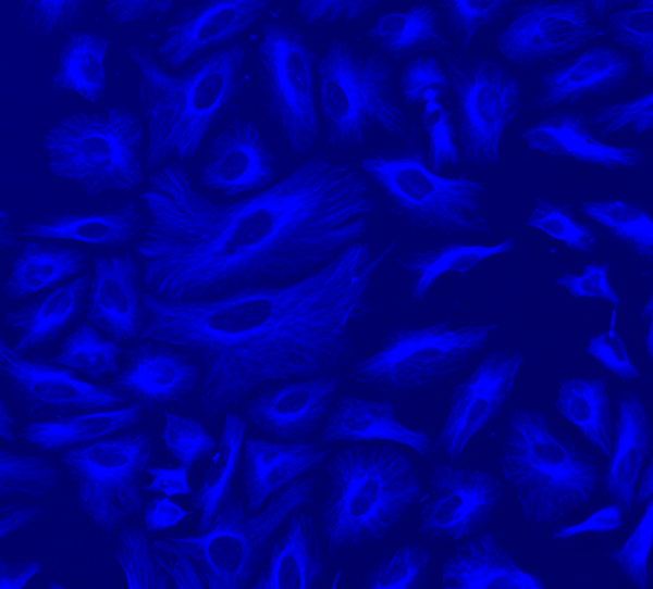 ReadiLink(TM) Rapid iFluor(R) 350 Antibody Labeling Kit *Production Scale*