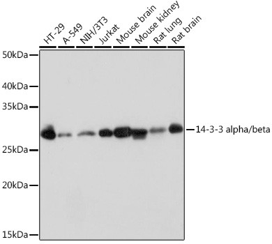 Anti-14-3-3 alpha/beta Rabbit (CAB9151)