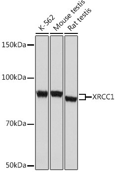 Anti-XRCC1 Rabbit (CAB4135)