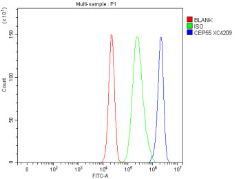 Anti-CEP55 / Centrosomal protein of 55