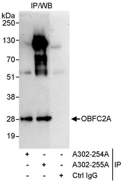 Anti-OBFC2A