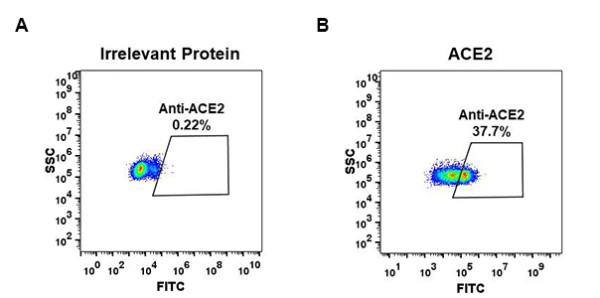 Anti-ACE2 antibody(DM47), Rabbit mAb