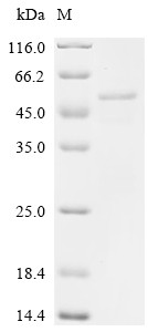 Spike glycoprotein (S), partial, Feline coronavirus, recombinant