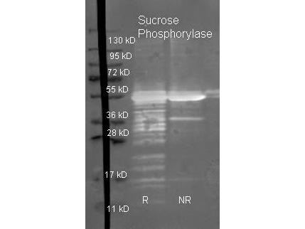 Anti-Sucrose Phosphorylase (E.Coli)