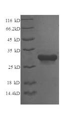 Syntaxin-6 (STX6), partial, chicken, recombinant