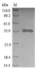 Cysteine-rich protein 1 (CRIP1), human, recombinant