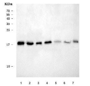 Anti-RPL32 / 60S ribosomal protein L32