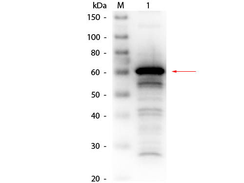 Anti-Albumin, human serum (HSA), Biotin conjugated