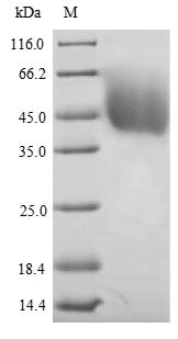 Dihydrolipoyllysine-residue acetyltransferase component of pyruvate dehydrogenase complex, mitochond
