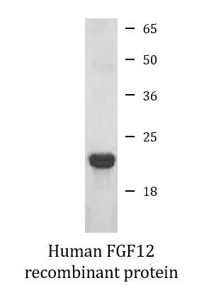 Human FGF12 recombinant protein (Active)