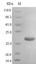 Atypical chemokine receptor 3 (ACKR3), partial, human, recombinant