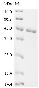 Glycerol-3-phosphate dehydrogenase [NAD (+)], cytoplasmic (Gpd1), mouse, recombinant