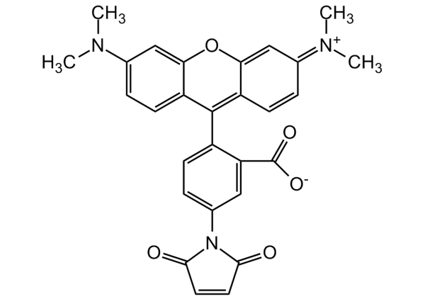 Tetramethylrhodamine-5-maleimide