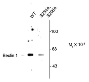 Anti-phospho-Beclin1 (Ser234)
