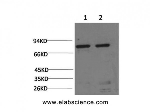 Anti-HSPA5, clone 5F8
