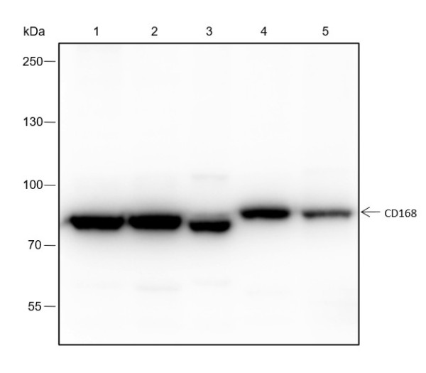 Anti-Recombinant CD168, clone A160