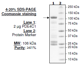 PDE4C1, active human recombinant protein