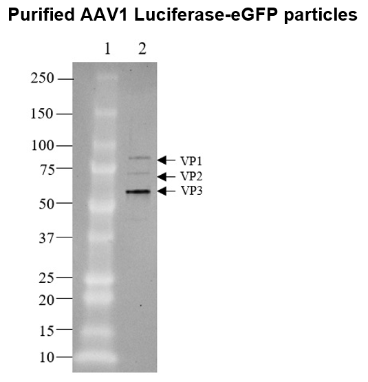 AAV1 Luciferase-eGFP
