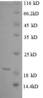 Tumor necrosis factor (TNF), partial, bovine, recombinant