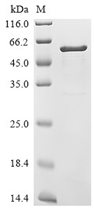 Troponin T, cardiac muscle (Tnnt2), mouse, recombinant