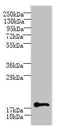 Anti-C1orf123