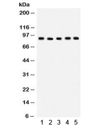 Anti-Cullin 1 / CUL1