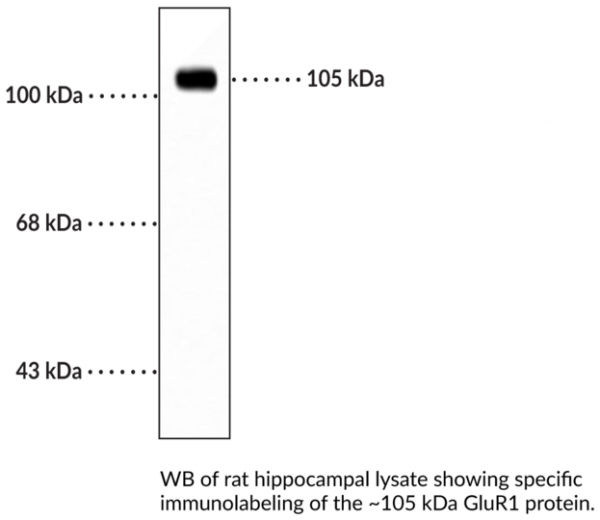 Anti-GluR1 Monoclonal Antibody (Clone RH95)
