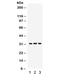Anti-Bcl10