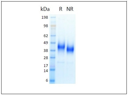 IL-9 HumanKine(R) recombinant human protein