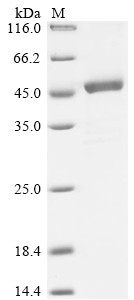 Sharpin (Sharpin), rat, recombinant