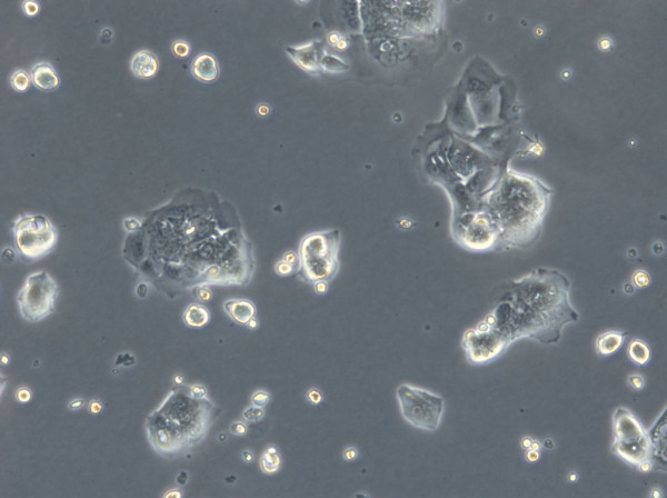 HROC18 Cells