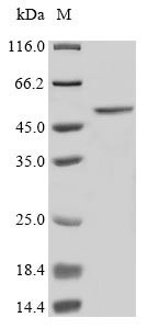 Beta-galactoside alpha-2,6-sialyltransferase 1 (ST6GAL1), human, recombinant
