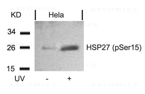 Anti-phospho-HSP27 (Ser15)