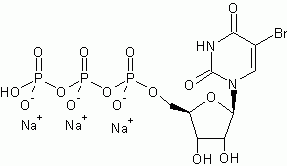 BrUTP (5-Bromouridine 5?-triphosphate) *10 mM in TE buffer*