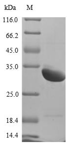 Sclerostin domain-containing protein 1 (Sostdc1), rat, recombinant