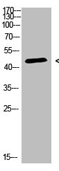 Anti-CHID1