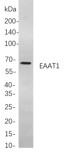 Anti-Recombinant EAAT1, clone 1F12
